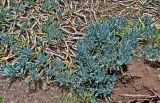 Curio repens