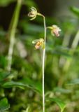 Ephippianthus schmidtii. Соцветие. Хабаровский край, р-н имени Лазо, верховье р. Ко, выс. ≈ 1170 м н.у.м., долинный хвойный лес. 01.08.2026.