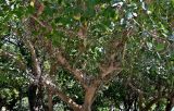 Ficus sycomorus. Часть ствола и кроны плодоносящего дерева. Португалия, г. Лиссабон, в культуре. 02.08.2025.