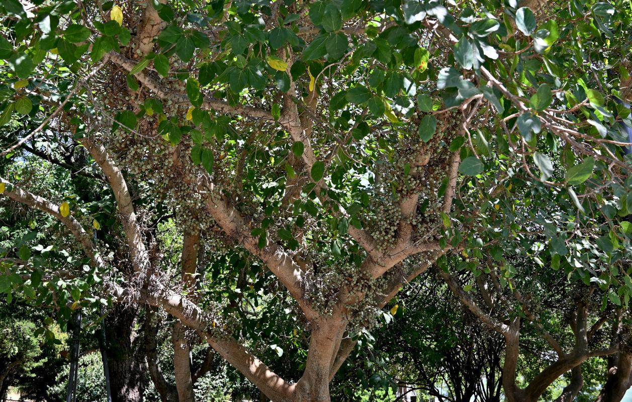 Изображение особи Ficus sycomorus.