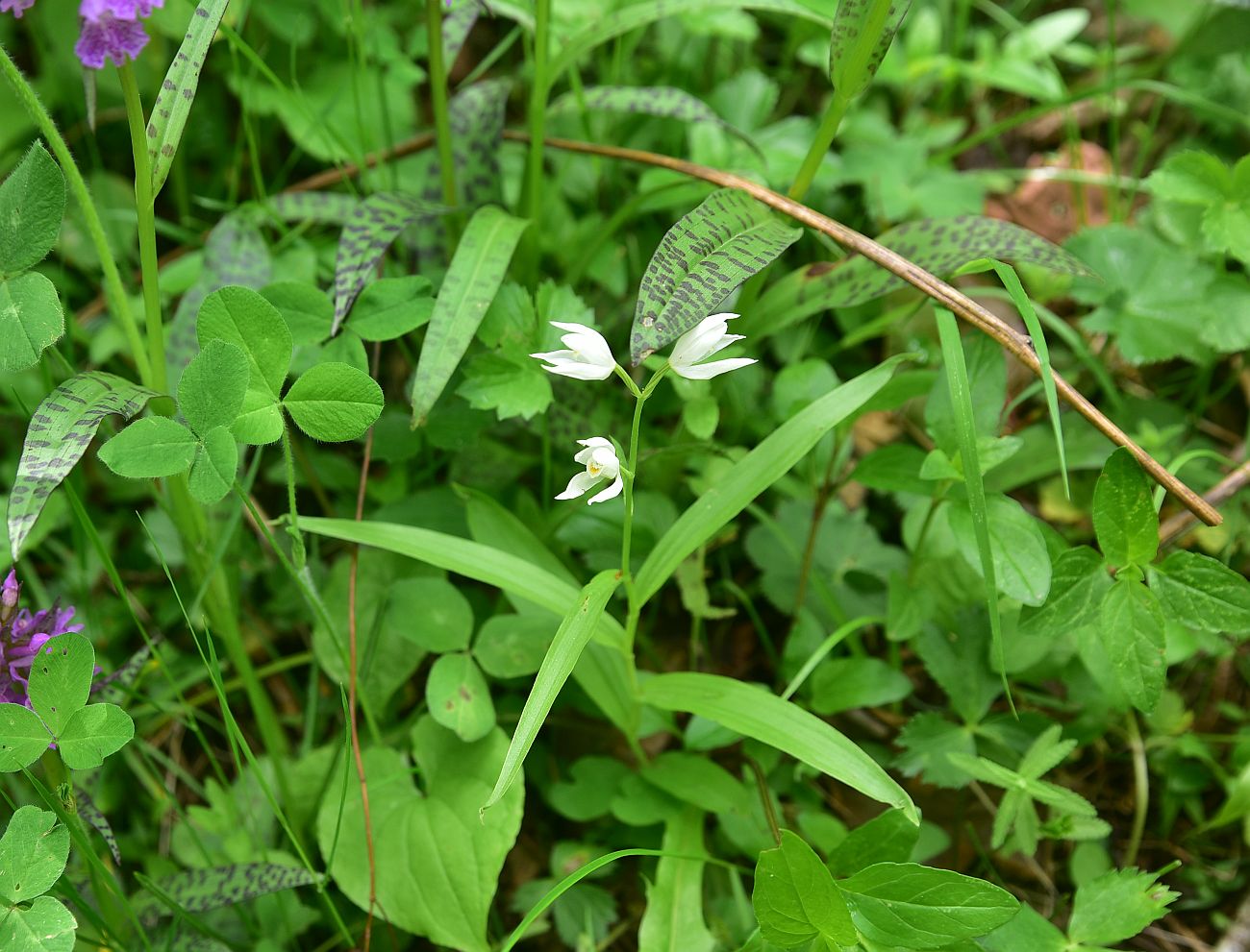 Изображение особи Cephalanthera longifolia.