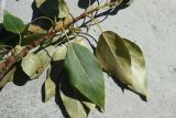 Populus balsamifera. Часть обломанной веточки (видна абаксиальная поверхность листьев). Беларусь, Витебская обл., пос. Езерище, заросли деревьев у заброшенной усадьбы. 17.07.2026.