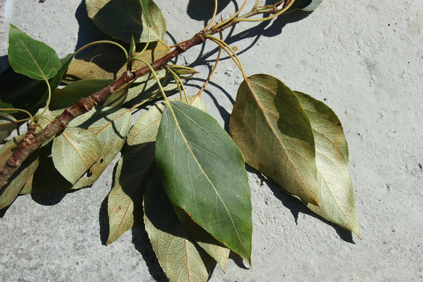 Image of Populus balsamifera specimen.