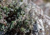 genus Thymus
