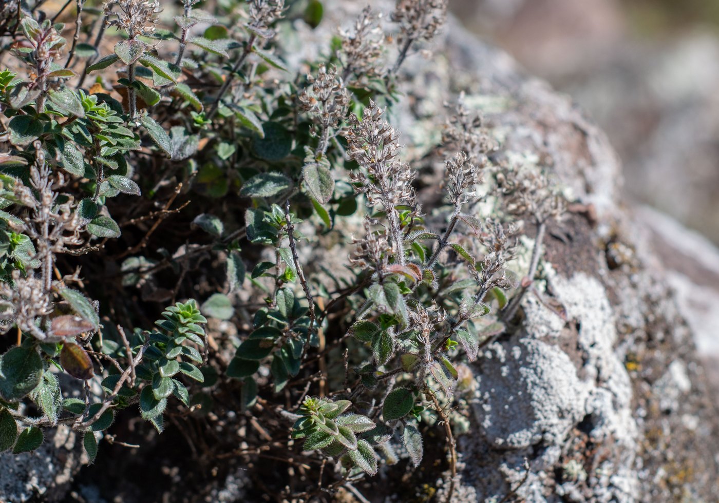 Image of genus Thymus specimen.