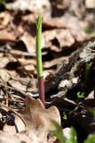 Convallaria majalis