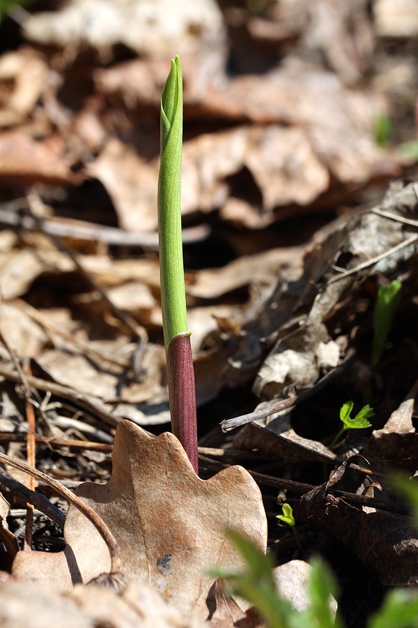 Изображение особи Convallaria majalis.