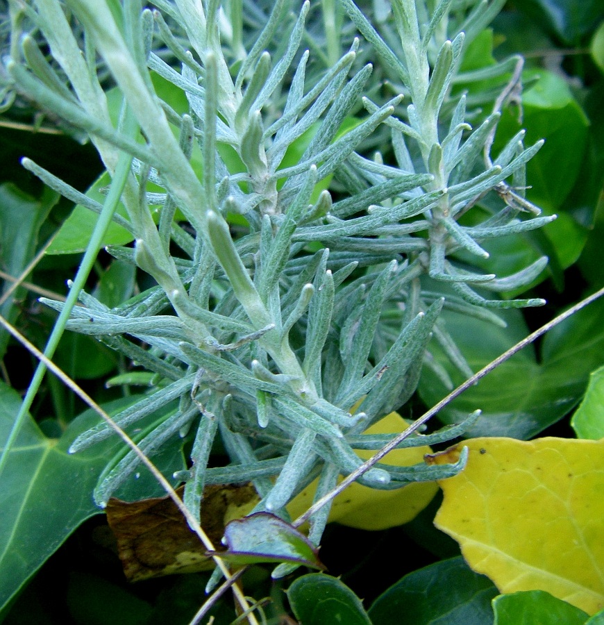 Image of Helichrysum stoechas specimen.