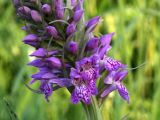 Dactylorhiza baltica