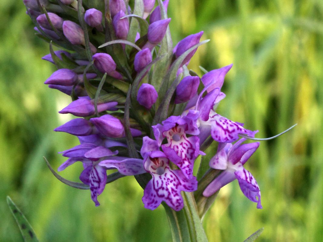 Изображение особи Dactylorhiza baltica.