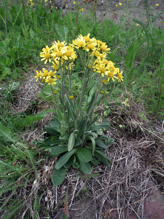 Изображение особи Tephroseris integrifolia.