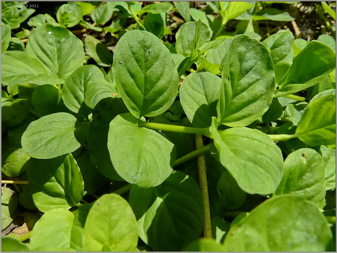 Изображение особи Lysimachia nummularia.