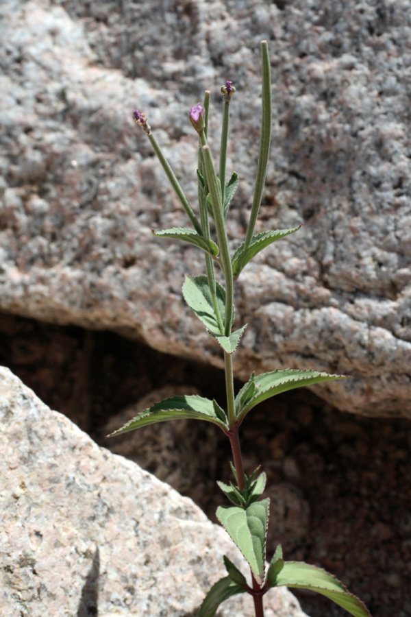 Image of Epilobium cylindricum specimen.