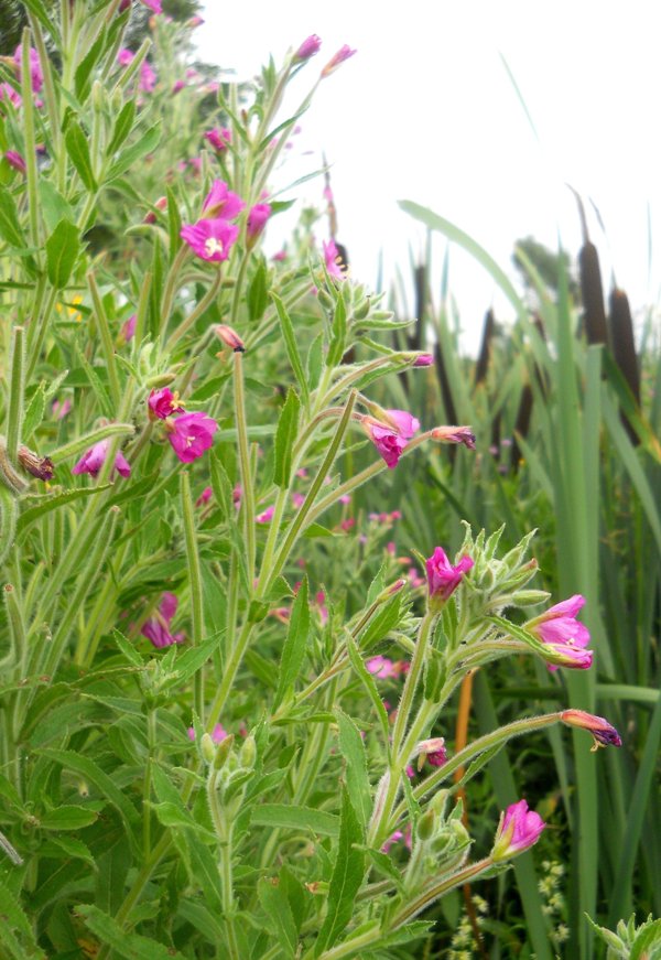 Изображение особи Epilobium hirsutum.