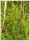 Pedicularis palustris. Цветущее растение. Республика Татарстан, памятник природы \"Татарско-Ахметьевское торфяное болото\". 12.07.2005.