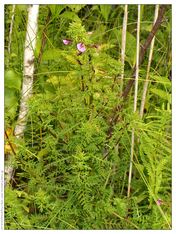 Изображение особи Pedicularis palustris.