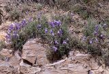 Campanula hypopolia