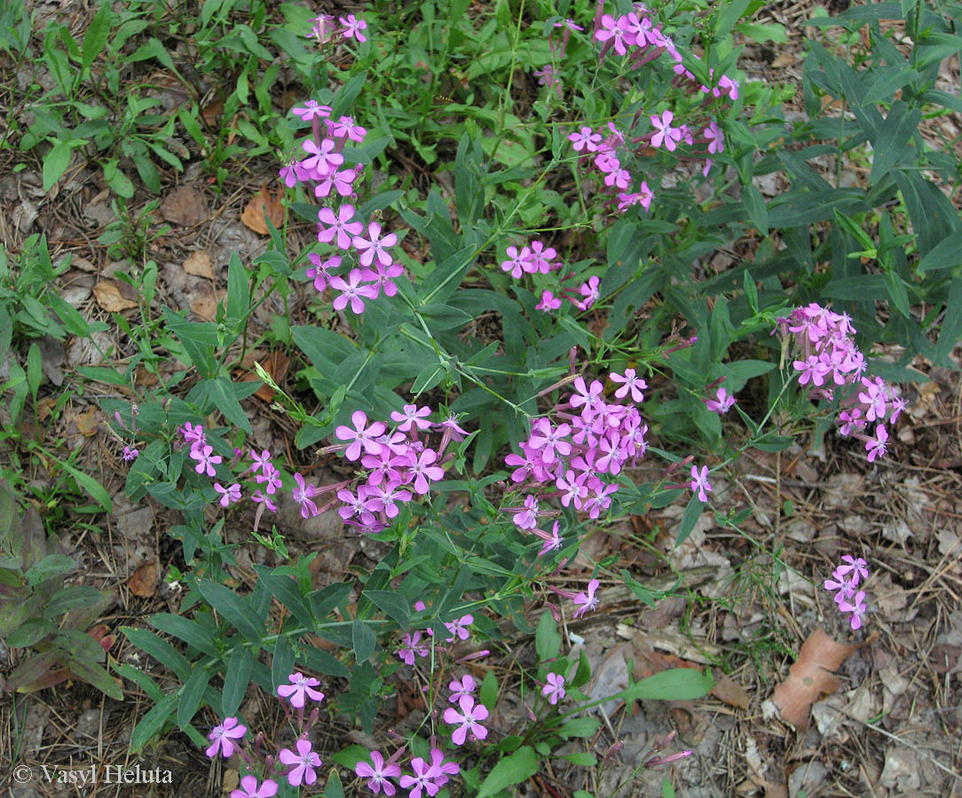 Изображение особи Silene lituanica.