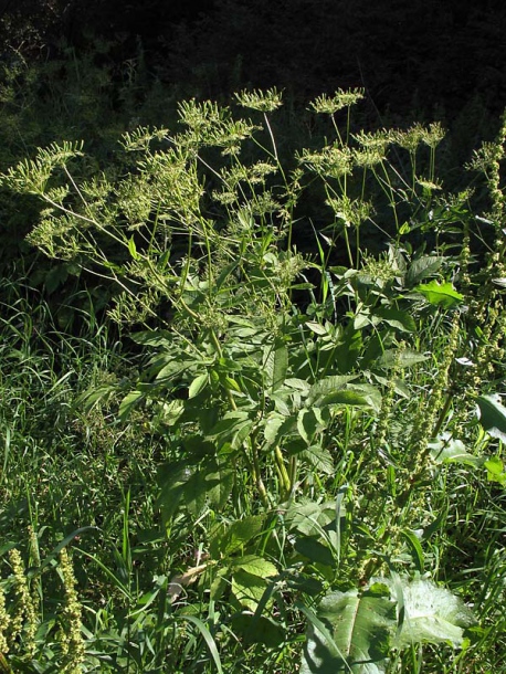 Изображение особи Chaerophyllum aromaticum.