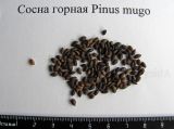 Pinus mugo. Семена. Санкт-Петербург. Весна 2011 г.