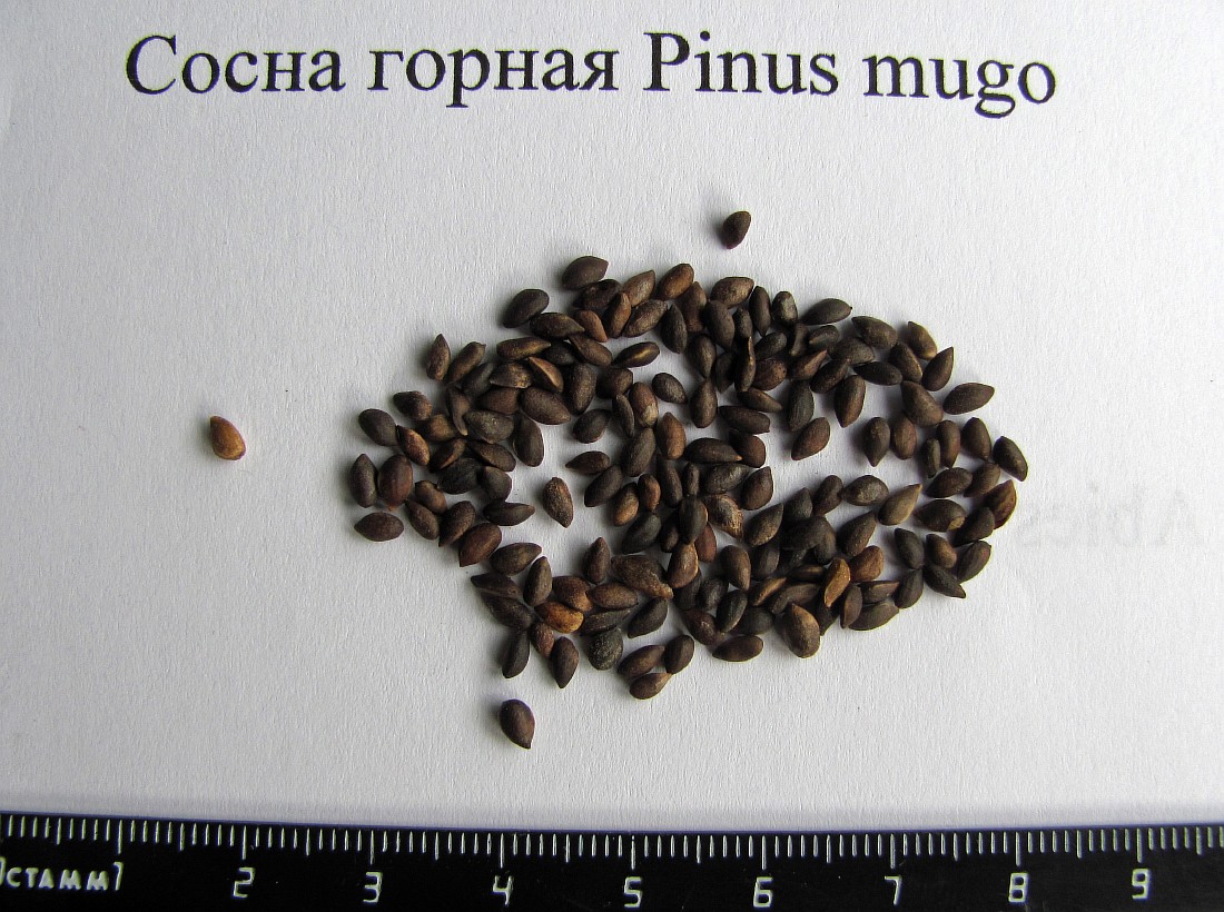 Image of Pinus mugo specimen.