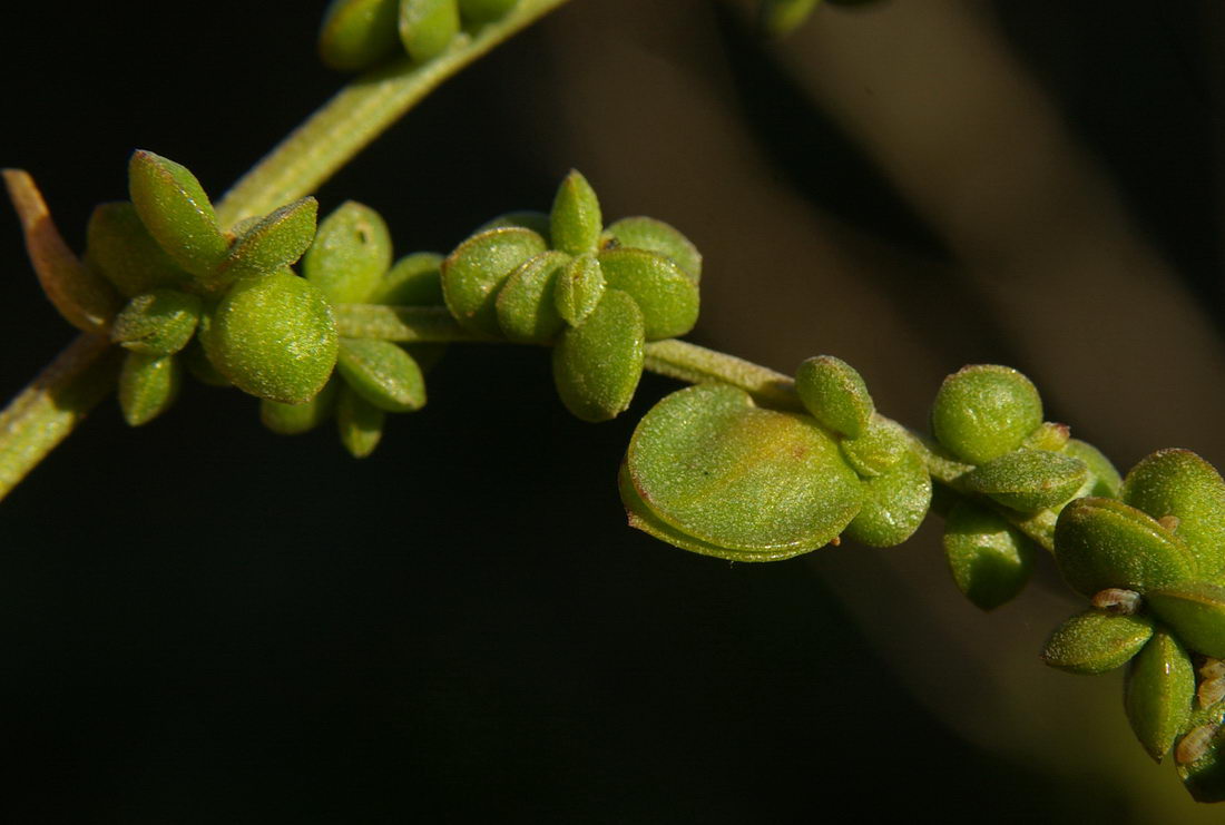 Изображение особи Atriplex micrantha.