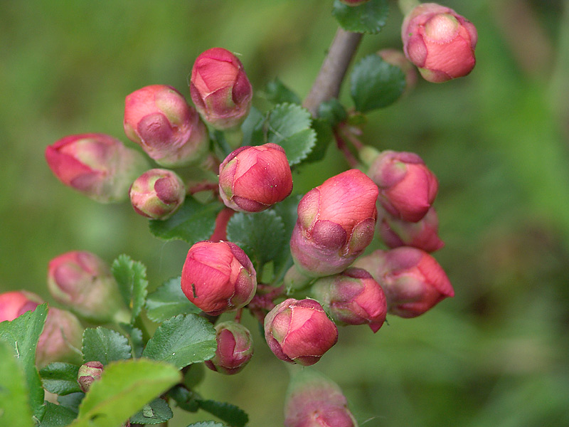Изображение особи Chaenomeles japonica.