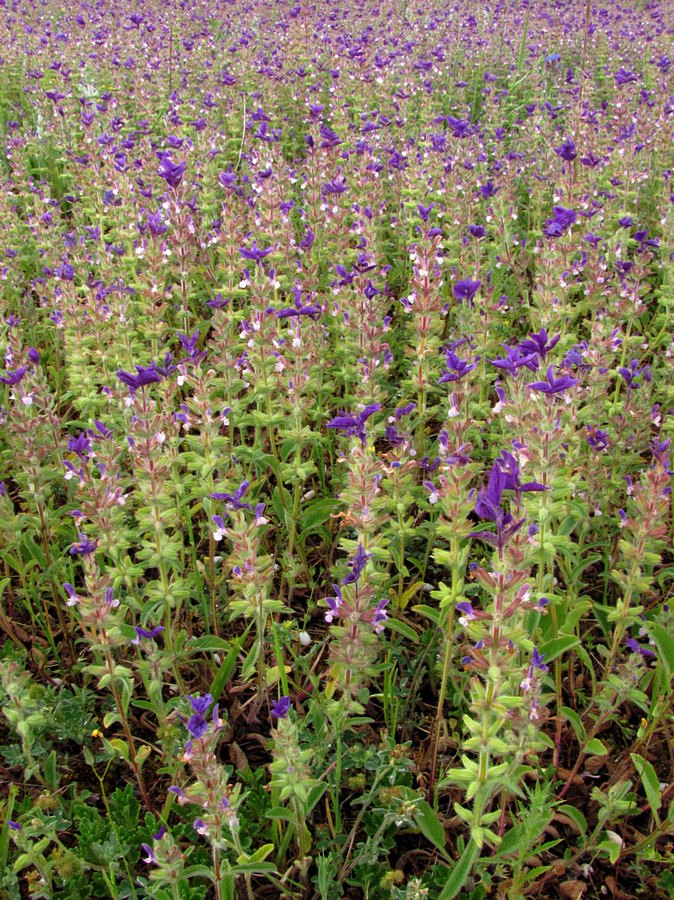 Изображение особи Salvia viridis.