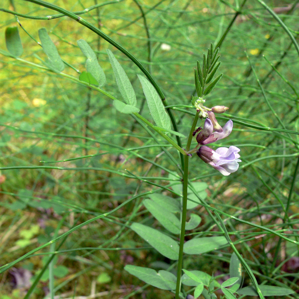 Изображение особи Vicia sepium.