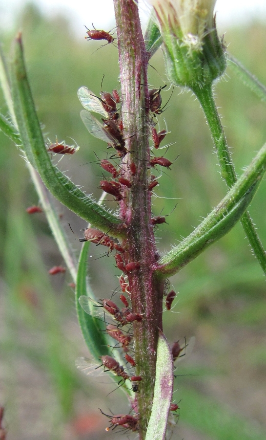 Image of Erigeron acris specimen.