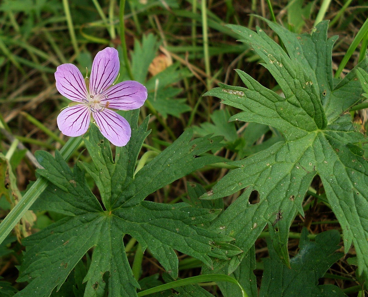 Image of Geranium collinum specimen.