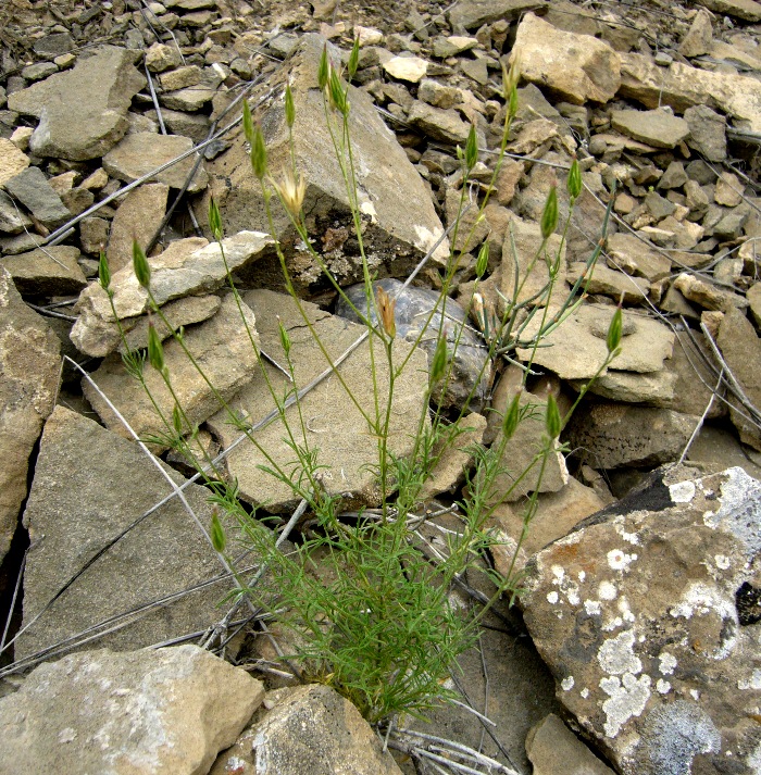 Image of Crupina vulgaris specimen.