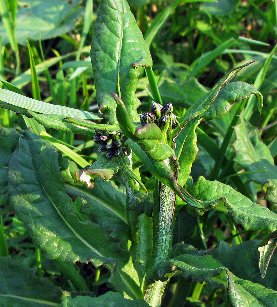 Image of Saussurea amurensis specimen.