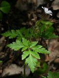 Geranium robertianum