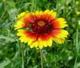 Gaillardia × grandiflora. Соцветие. Московская обл., дачный участок. 26.07.2003.
