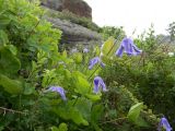 Clematis integrifolia