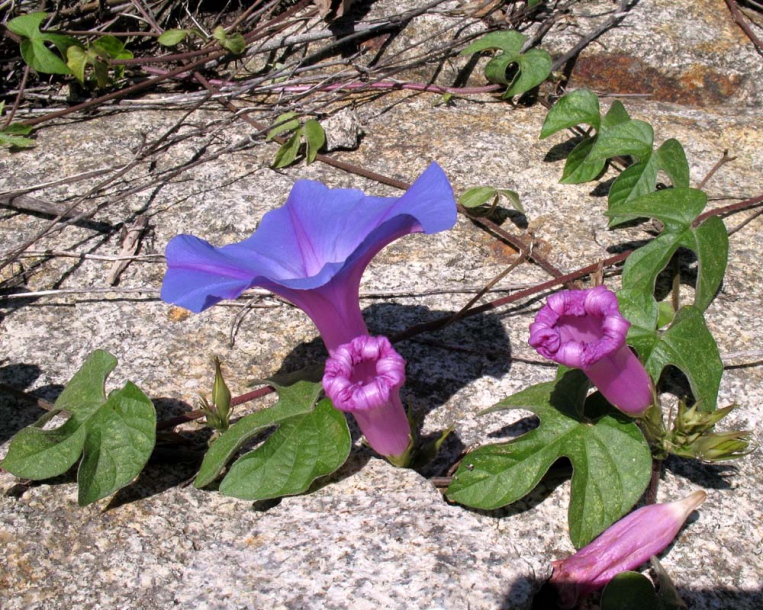 Изображение особи Ipomoea indica.