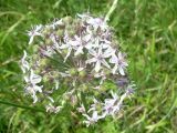 Allium decipiens