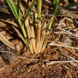 Eragrostis bipinnata