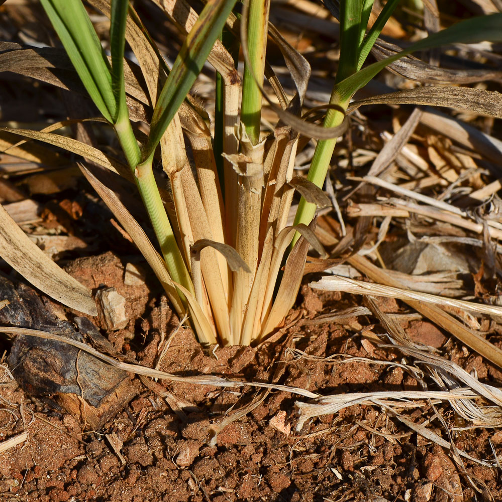 Image of Eragrostis bipinnata specimen.