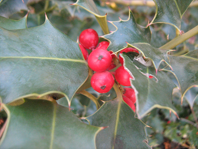 Image of Ilex aquifolium specimen.