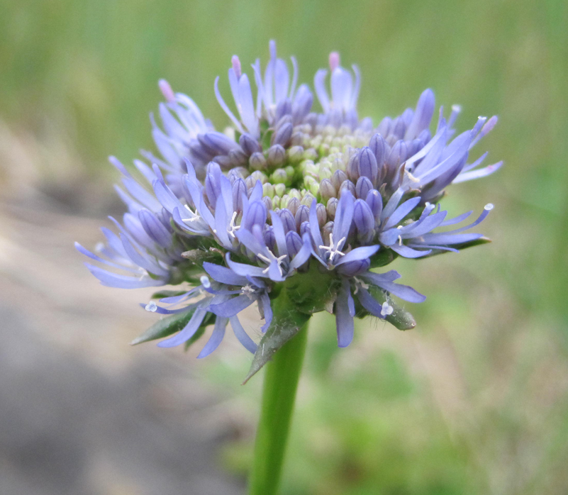 Image of Jasione montana specimen.