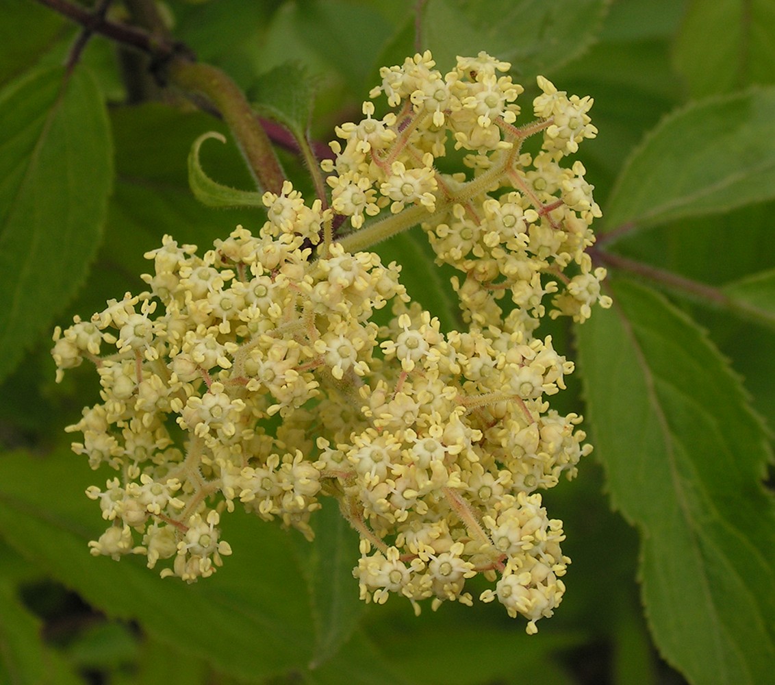 Image of Sambucus sibirica specimen.