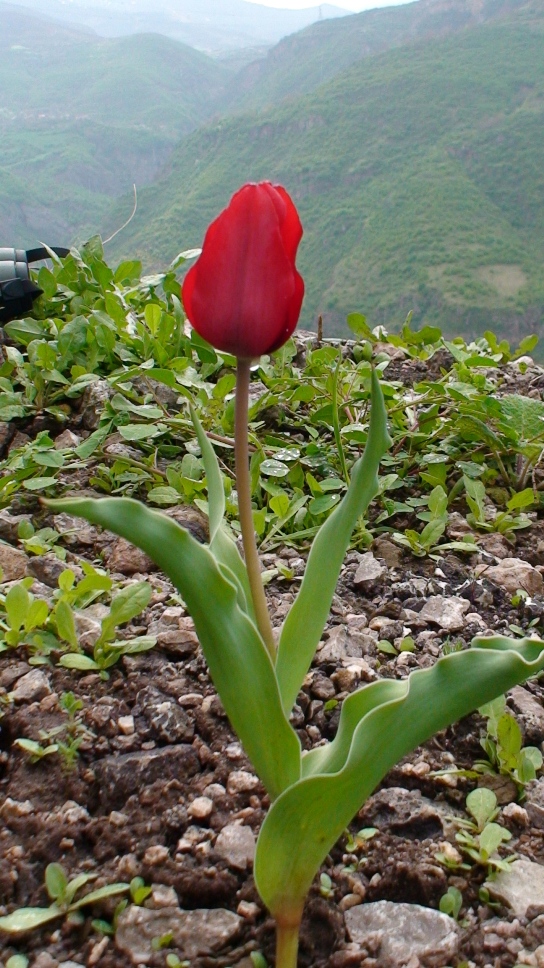 Изображение особи Tulipa sosnowskyi.