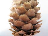 Picea pungens