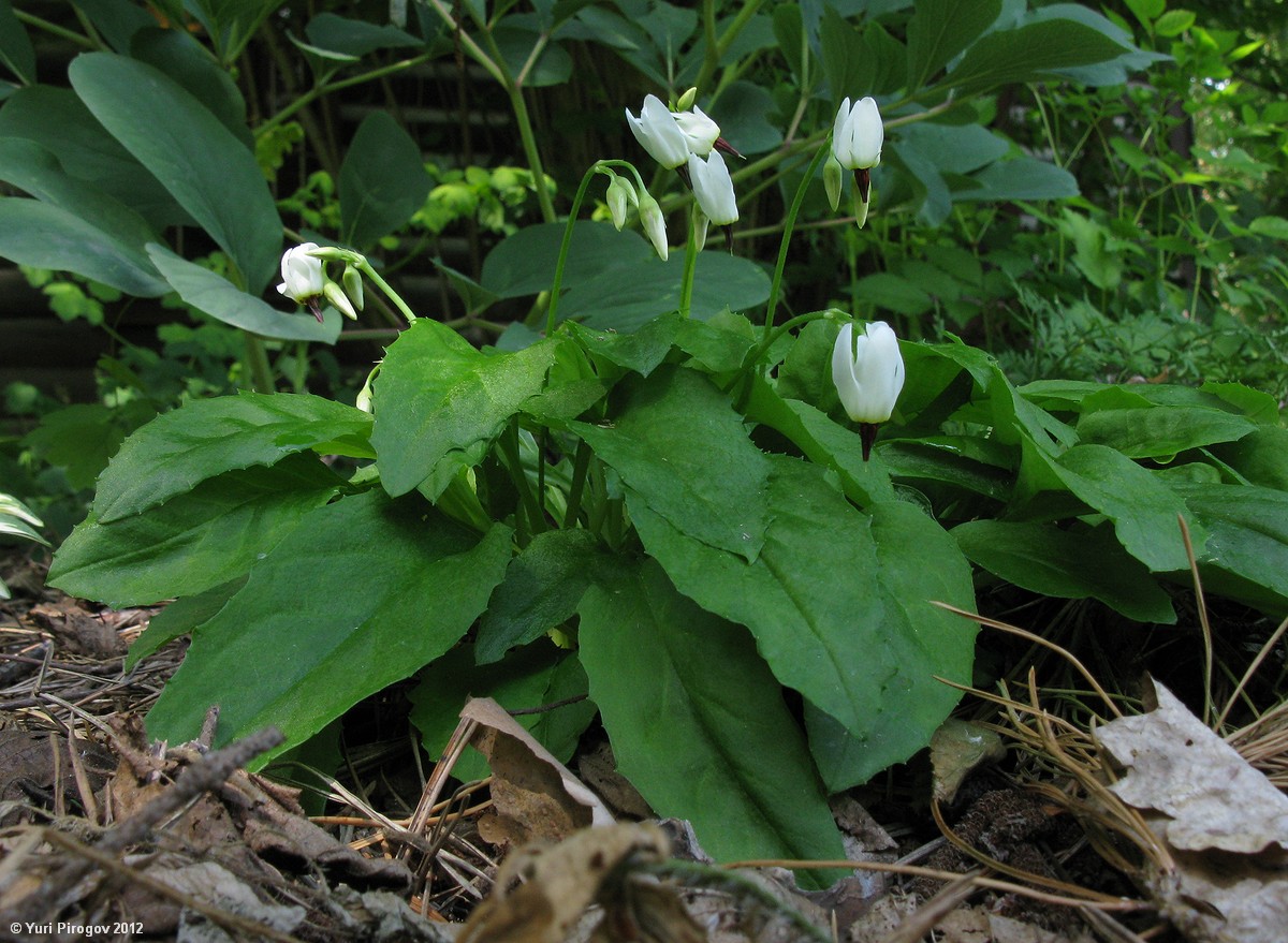 Image of Dodecatheon dentatum specimen.