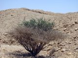 Plicosepalus acaciae. Растение в кроне Acacia tortilis. Израиль, долина Арава, севернее г. Эйлат. Июнь 2012 г.