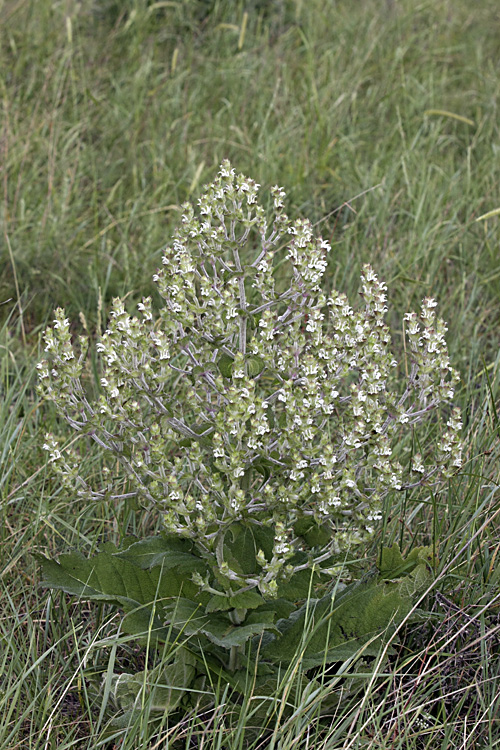 Изображение особи Salvia aethiopis.
