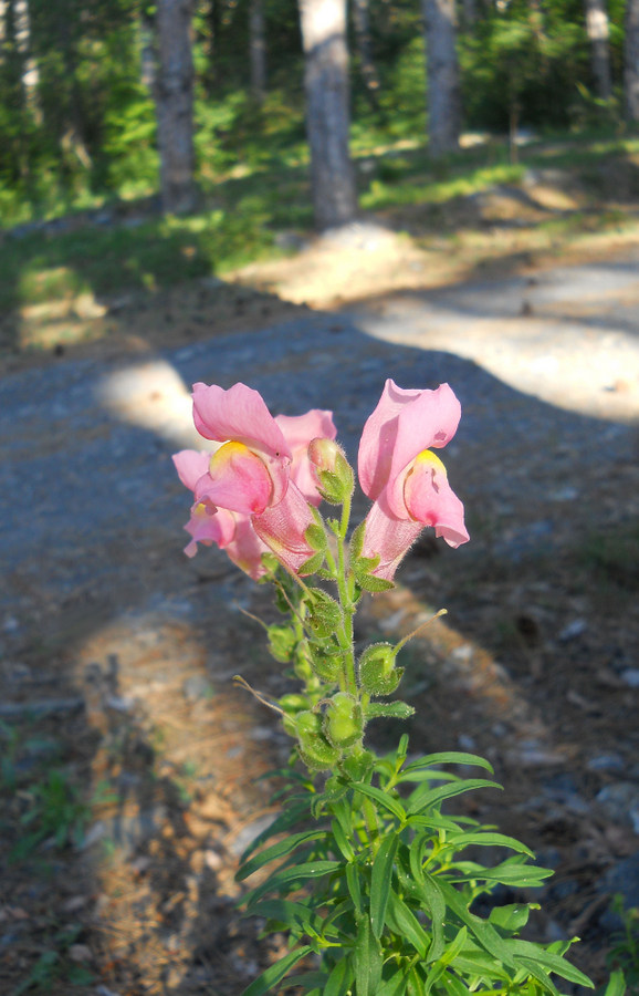 Изображение особи Antirrhinum majus.