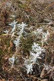 Cerastium biebersteinii